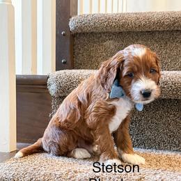 Blue Male - Red  male Goldendoodle puppy in Springville, Utah from JW Doodles