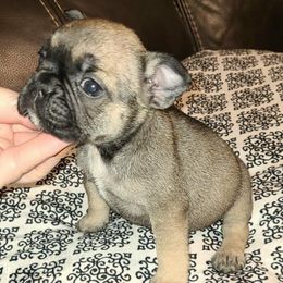 Givenchy - Fawn female French Bulldog puppy in Graham, Washington from Kristy's French Bulldogs & Mini Schnauzers