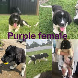 Newfoundland Puppies from Bourbon Water Newfoundlands