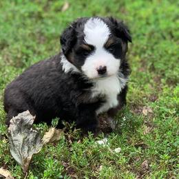 Toy Australian Shepherd Puppies from Kickapoo Creek Aussies