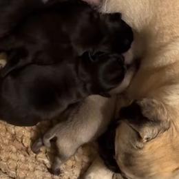 Pug Puppies from Texas Pugs