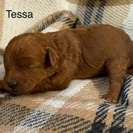 Tessa - Red female Cavapoo puppy in Lebanon, Missouri from Cobbs Creek Canines