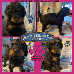 OPHELIA - Pink Collar Girl - Phantom female Poodle puppy in Charlo, Montana from Heavenly Hilltop Farm