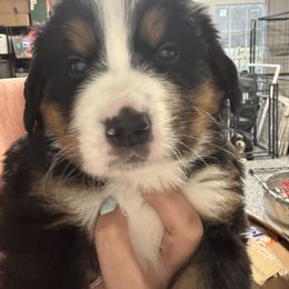 Carson - Black tan and white male Bernese Mountain Dog puppy in Rose Hill, North Carolina from Red Door Canines