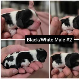 Elvis - Black and white male Cocker Spaniel puppy in Winston Salem, North Carolina from Cocker Cottage