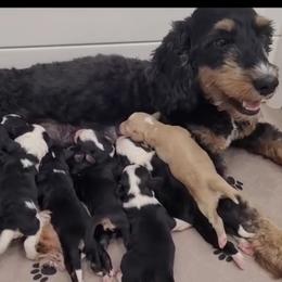 Goldendoodle Puppies from Designer doodles