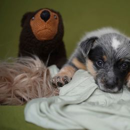 Australian Cattle Dog and Collie Puppies from Blackberry Hills
