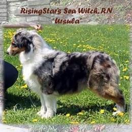 Ursula - Australian Shepherd
