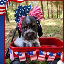 Farrah - Brown roan female Cocker Spaniel puppy in Tecumseh, Oklahoma from Gambill's Cocker Spaniel Cuties