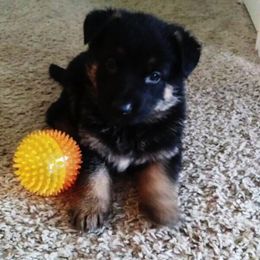 German Shepherd and Rhodesian Ridgeback Puppies from Sugar Paws Pets