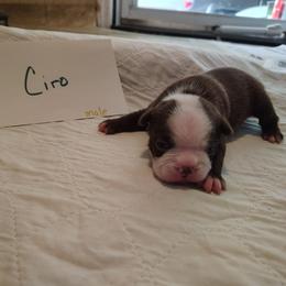 Ciro - Red male Boston Terrier puppy in Headland, Alabama from Crystal Carlisle's Boston Terriers