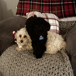Poodle Puppies from Singing Sands Poodles