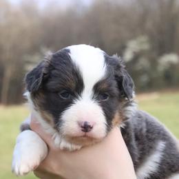 Jay (Miles) - Blue male Pembroke Welsh Corgi puppy in Fayetteville, Arkansas from Intergalactic Corgis