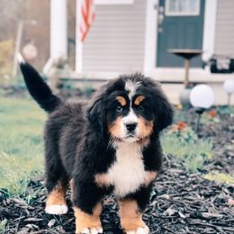Bernese Mountain Dog Puppies from Faith’s Bernese