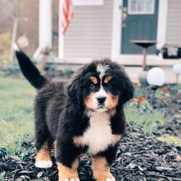 Bernese Mountain Dog Puppies from Faith’s Bernese
