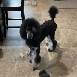 Deja - Poodle