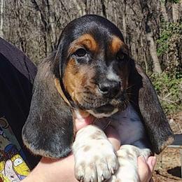 Maximus - Black brown and white male Basset Hound puppy in Newton Grove, North Carolina from MGA Basset Hound