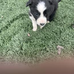 Boy 6 - Black and white male Border Collie puppy in Temecula, California from Joni Gibson's Border Collies