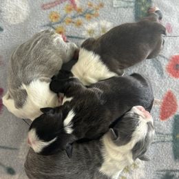 Brindle girl - Black brindle and white female Boston Terrier puppy in Yakima, Washington from Barnett’s AKC Boston Terriers