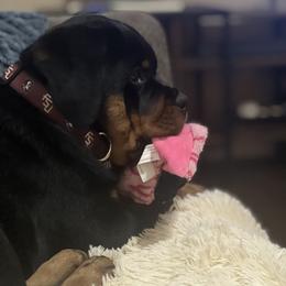 Rottweiler Puppies from Von Ratermann Rottweilers