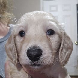 Brown collar (biggest) - Cream male Dachshund puppy in Lyle, Washington from Wines Wienery