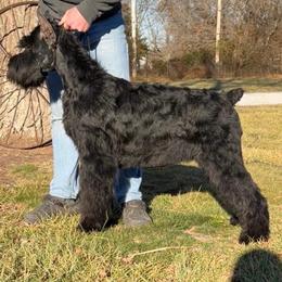 Dom - Giant Schnauzer