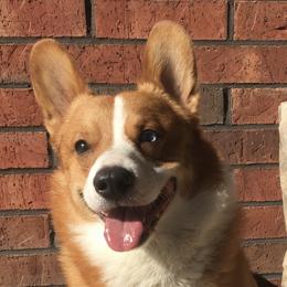 Muddy - Pembroke Welsh Corgi