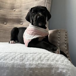 Great Dane and Yorkshire Terrier Puppies from Graham’s Danes