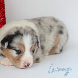 Lainey - Blue merle female Australian Shepherd puppy in Camp Springs, Kentucky from Diamond Paws Australian Shepherds