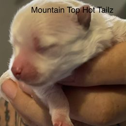 Lucy - White female Morkie puppy in Taylorsville, North Carolina from Mountain Top Hot Tailz