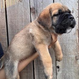 Fawn 1- Orange Collar - Fawn male Cane Corso puppy in Compton, California from Urban League Cane Corso
