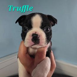 Truffle - Black and white male Boston Terrier puppy in Columbus, Ohio from Bryn's AKC Bostons