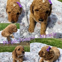 Miracle - Apricot female Goldendoodle puppy in Dawsonville, Georgia from As You Wish Doodles