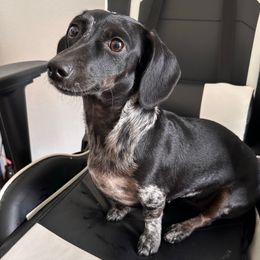 Buffy - Dachshund