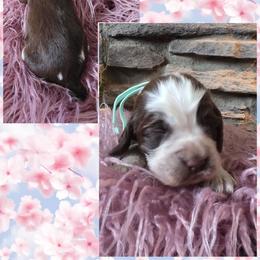 Bingo - Liver white and roan female English Springer Spaniel puppy in Freeland, Michigan from McNally's Springer Spaniels