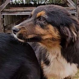 Boy 2 - Black tri-color Australian Shepherd puppy in Georgia from Southern Bred Aussies