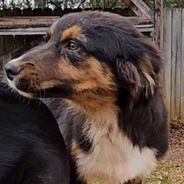 Boy 2 - Black tri-color Australian Shepherd puppy in Georgia from Southern Bred Aussies
