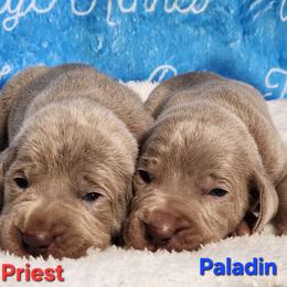 Puppy 2 - Silver gray male Weimaraner puppy in Kentucky from Willow Ridge Kennel