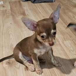 Chummy - Chocolate brindled fawn male Chihuahua puppy in Meridian, Oklahoma from Crazy Love Kennels