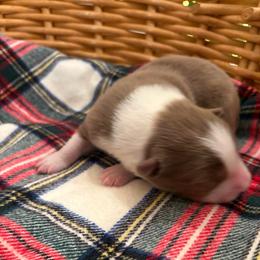 Lady - Red merle female Border Collie puppy in Centerton, Arkansas from Chappell Breeding