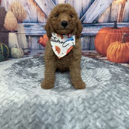 Oakley - Red  male Goldendoodle puppy in Apopka, Florida from Rae Precious Puppies
