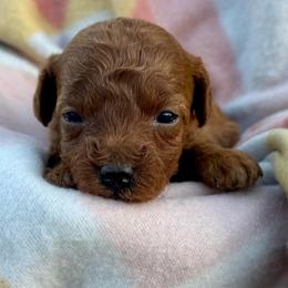 Nellie - Red  female Poodle puppy in Labelle, Florida from RomLein Poodle