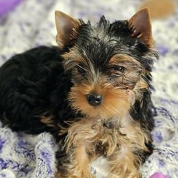 Yorkshire Terrier Puppies from CHABRE Yorkshire Terriers