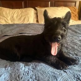 Lucy - Black female Scottish Terrier puppy in Smiths Grove, Kentucky from Moore's We Little Farm AKC Scotties