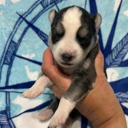 AKC Granite - Gray and white female Siberian Husky puppy in Centreville, Maryland from Huskies By the Bay