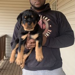Rottweiler Puppies from Rottweilers Vom Haus Forte