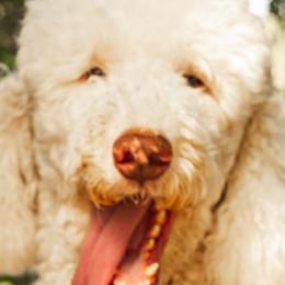 Sheepadoodles from Regalpups