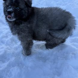 Gumdrop - Agouti and white male Siberian Husky puppy in West Branch, Michigan from First Frost Kennels