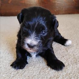 Pepper - Black female Havanese puppy in Kinston, North Carolina from Court Jester Havanese and Prissy Diva Russian Salon Dogs