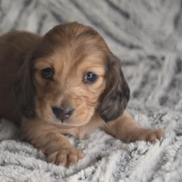 Max - Cream male Dachshund puppy in Momence, Illinois from Happy Little Doxies